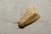 Mythimna vitellina