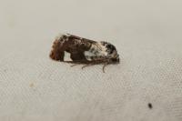 Acontia lucida