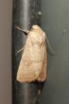 Hoplodrina ambigua