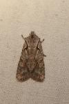 Lithophane ornitopus