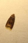 Cydia splendana
