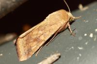 Helicoverpa armigera