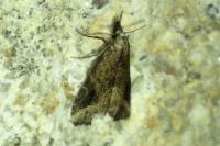 Schrankia costaestrigalis