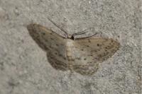 Idaea seriata