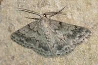 Pseudoterpna coronillaria