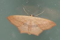 Scopula imitaria