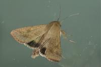 Helicoverpa armigera