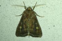 Lacanobia oleracea