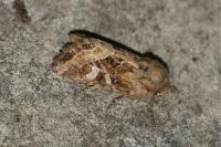 Luperina dumerilii