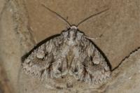 Meganephria bimaculosa