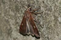 Xestia xanthographa