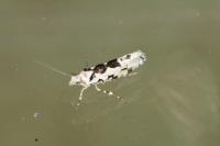 Ypsolopha sequella