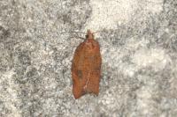 Acleris rhombana