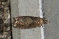 Dichrorampha simpliciana