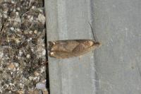 Dichrorampha simpliciana