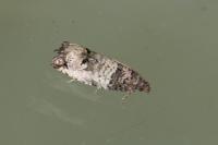 Notocelia incarnatana