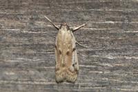 Phycitodes binaevella