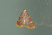Hypsopygia costalis
