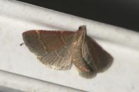 Hypsopygia glaucinalis
