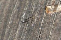 Parectopa ononidis
