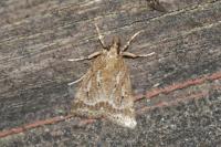 Eudonia pallida