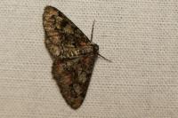 Cleorodes lichenaria