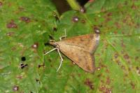 Udea ferrugalis