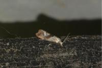 Falseuncaria ruficiliana