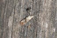 Falseuncaria ruficiliana