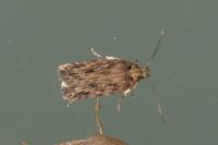 Depressaria