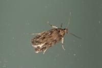 Depressaria