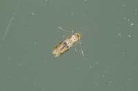 Bucculatrix ulmella