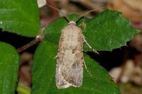 Agrotis segetum