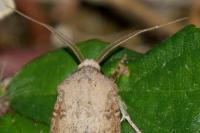 Agrotis segetum