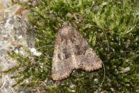 Mesapamea secalella/secalis