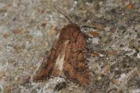 Luperina testacea