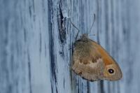 Coenonympha pamphilus