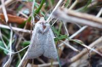 Hoplodrina ambigua
