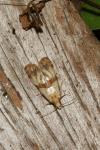 Phalonidia contractana