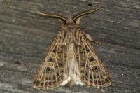 Tholera decimalis