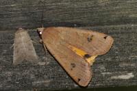 Noctua pronuba