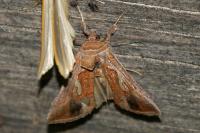Macdunnoughia confusa