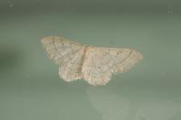 Idaea straminata
