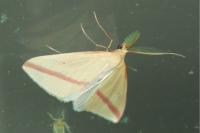Rhodometra sacraria