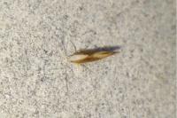 Argyresthia albistria