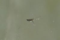 Parectopa ononidis