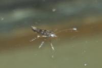 Parectopa ononidis