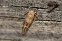 Mompha epilobiella