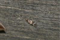 Mompha subbistrigella