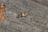 Mompha subbistrigella